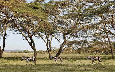 肯尼亚每个国家公园分别适合看哪些动物