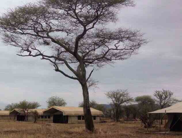Serengeti Thorn Tree Camp