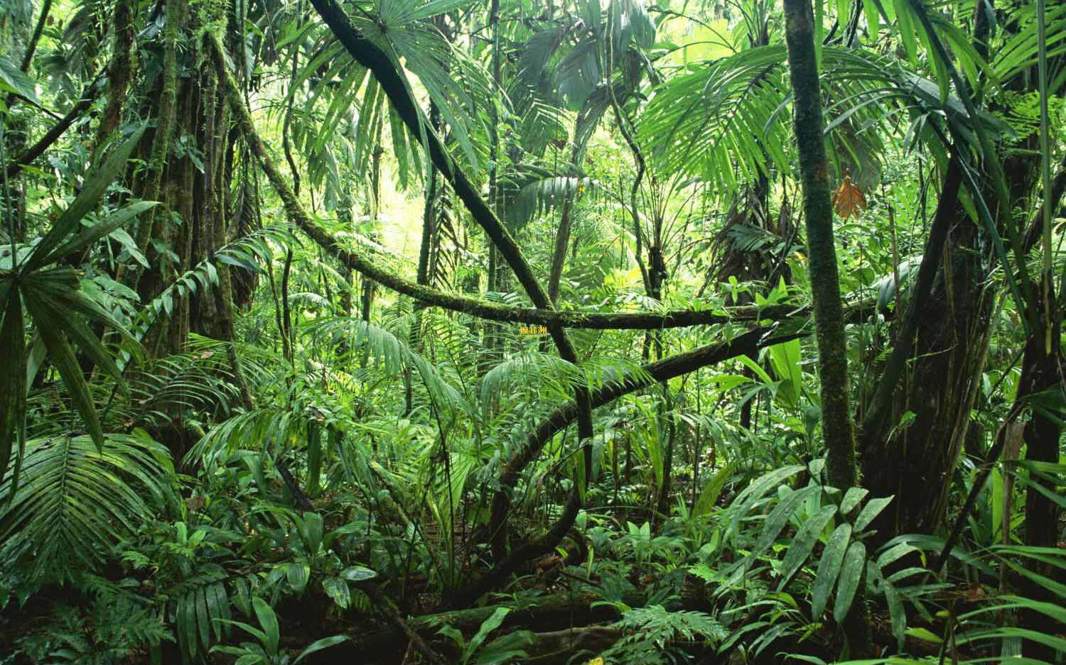 非洲刚果热带雨林图片
