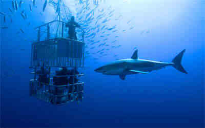 南非鲨鱼笼观大白鲨安全吗